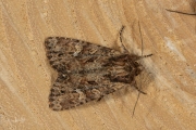 Rietgrasuil / Small Clouded Brindle (Apamea unanimis)