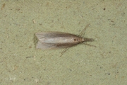 Rietmot (Chilo phragmitella), micro