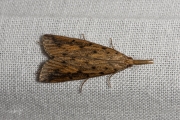 Rietsnuitmot (Schoenobius gigantella), micro