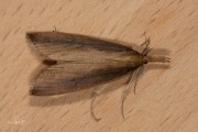 Rietsnuitmot (Schoenobius gigantella), micro