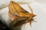 Rietvink / The Drinker (Euthrix potatoria)