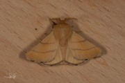 Ringelrups / Lackey Moth (Malacosoma neustria)