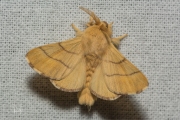 Ringelrups / Lackey Moth (Malacosoma neustria)