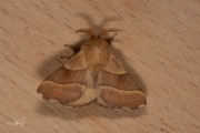 Ringelrups / Lackey Moth (Malacosoma neustria)