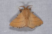 Ringelrups / Lackey Moth (Malacosoma neustria)