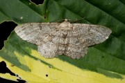 Ringspikkelspanner / Pale Oak Beauty (Hypomecis punctinalis)