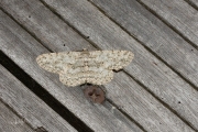 Ringspikkelspanner / Pale Oak Beauty (Hypomecis punctinalis)