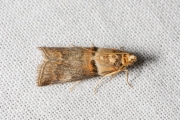 Rode eikenlichtmot (Acrobasis tumidana), micro