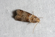 Rode eikenlichtmot (Acrobasis tumidana), micro