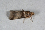 Rode eikenlichtmot (Acrobasis tumidana), micro