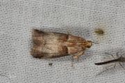 Rode eikenlichtmot (Acrobasis tumidana), micro