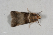 Rode eikenlichtmot (Acrobasis tumidana), micro