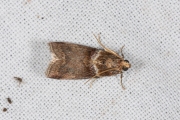 Rode eikenlichtmot (Acrobasis tumidana), micro