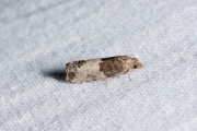 Rode knopbladroller / Bud Moth (Spilonota ocellana), micro