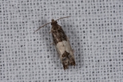 Rode knopbladroller / Bud Moth (Spilonota ocellana), micro