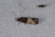 Rode knopbladroller / Bud Moth (Spilonota ocellana), micro