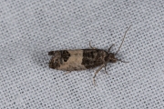 Rode knopbladroller / Bud Moth (Spilonota ocellana), micro