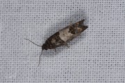 Rode knopbladroller / Bud Moth (Spilonota ocellana), micro