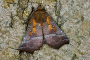 Roesje / The Herald (Scoliopteryx libatrix)