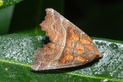 Roesje / The Herald (Scoliopteryx libatrix)