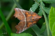 Roesje / The Herald (Scoliopteryx libatrix)