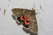 Rood weeskind / Red Underwing (Catocala nupta)