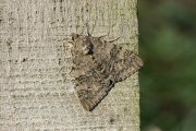 Rood weeskind / Red Underwing (Catocala nupta)