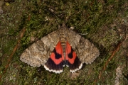 Rood weeskind / Red Underwing (Catocala nupta)