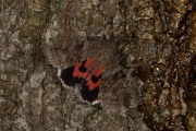 Rood weeskind / Red Underwing (Catocala nupta)