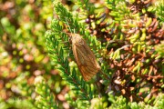 Roodbandbeer / Clouded Buff (Diacrisia sannio)