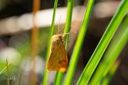 Roodbandbeer / Clouded Buff (Diacrisia sannio)