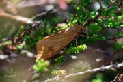 Roodbandbeer / Clouded Buff (Diacrisia sannio)