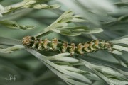 Absintmonnik / Wormwood (Cucullia absinthii), rups