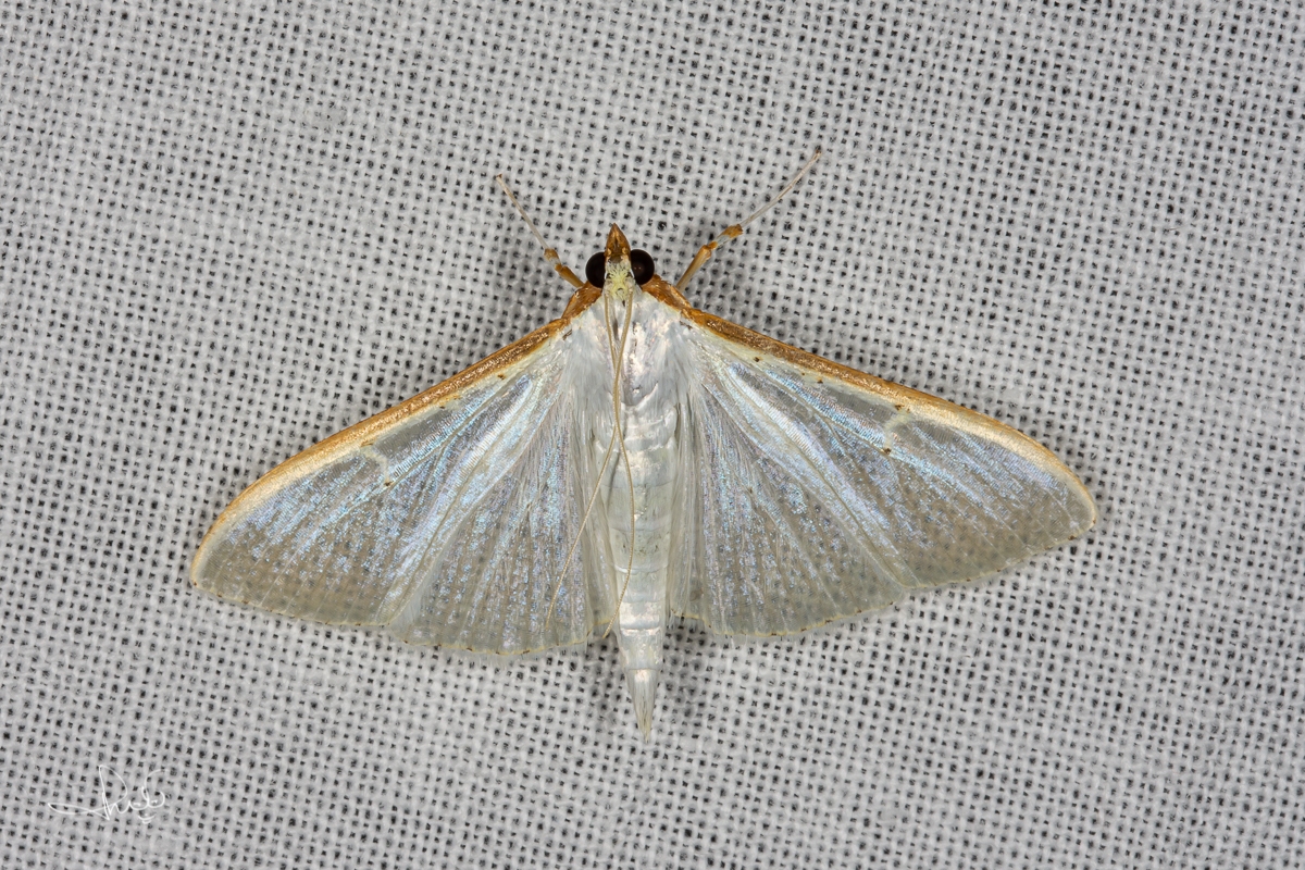 Satijnlichtmot (Palpita vitrealis)