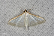 Satijnlichtmot (Palpita vitrealis)