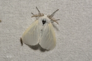 Satijnvlinder / White Satin Moth (Leucoma salicis)