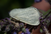 Satijnvlinder / White Satin Moth (Leucoma salicis)