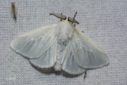 Satijnvlinder / White Satin Moth (Leucoma salicis)