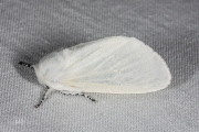 Satijnvlinder / White Satin Moth (Leucoma salicis)