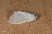 Satijnvlinder / White Satin Moth (Leucoma salicis)