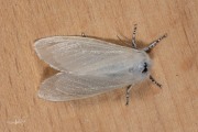 Satijnvlinder / White Satin Moth (Leucoma salicis)