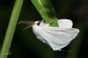 Satijnvlinder / White Satin Moth (Leucoma salicis)