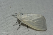 Satijnvlinder / White Satin Moth (Leucoma salicis)