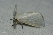 Satijnvlinder / White Satin Moth (Leucoma salicis)