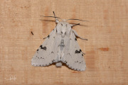Schaapje / Miller (Acronicta leporina)