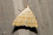 Schaduwsnuituil / Shaded Fa- foot (Herminia tarsicrinalis)