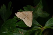 Schaduwsnuituil / Shaded Fan-foot (Herminia tarsicrinalis)