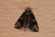 Schedeldrager / The Coronet (Craniophora ligustri)