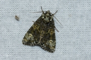 Schedeldrager / The Coronet (Craniophora ligustri)