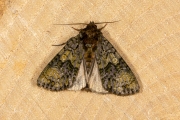 Schedeldrager / The Coronet (Craniophora ligustri)